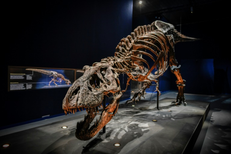 Le squelette d'un dinosaure Tyrannosaurus Rex exposé au Muséum national d'histoire naturelle du Jardin des Plantes à Paris, le 1er juin 2018 ( AFP / STEPHANE DE SAKUTIN )