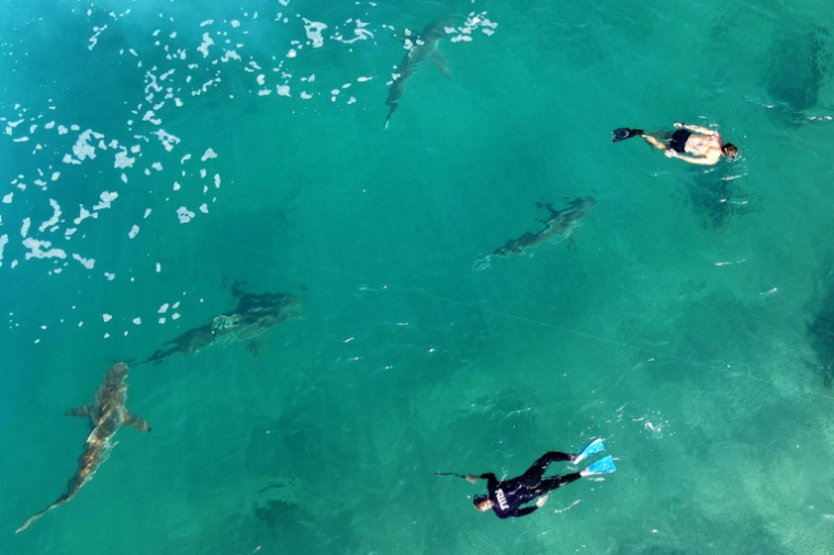Des plongeurs nagent à côté de requins gris dans les eaux de la Méditerranée près de la ville côtière de Hadera, le 30 décembre 2022 dans le centre d'Israël ( AFP / JACK GUEZ )