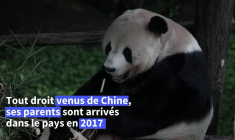 Le premier panda géant d'Indonésie s'apprête à charmer le public