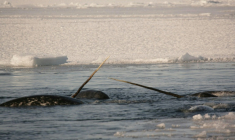 Cette photographie, fournie par l'Institut des ressources naturelles du Groenland, a été prise en avril 2005, elle montre des narvals dotés de leurs défenses à Uummannaq, dans l'ouest du Groenland ( Greenland Institute of Natural Resources / Mads-Peter Heide JORGENSEN )