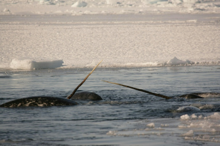 Photo diffusée la 18 août 2026 par l'Institut des ressources naturelles du Groenland, prise en avril 2005, montrant des narvals dotés de leurs défenses à Uummannaq, dans l'ouest du Groenland ( Greenland Institute of Natural Resources / Mads-Peter Heide JORGENSEN )