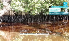 Gabon : les ravages du pétrole low-cost