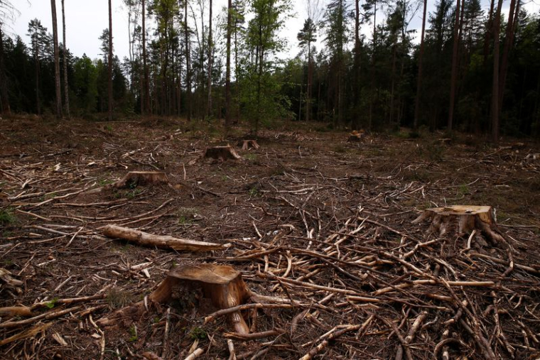 Une zone de coupe près d'un site dans la forêt de Białowieża, Pologne