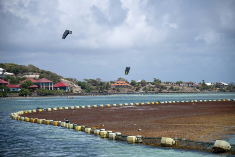 Un barrage anti-sargasses près de la côte du François, en Martinique, le 19 avril 2023 ( AFP / Olivier MORIN )