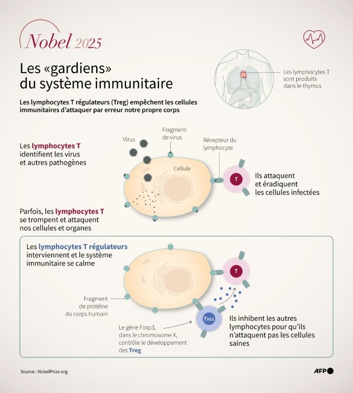Infographie expliquant le rôle de "gardiens" du système immunitaire joué par les lymphocytes T régulateurs (Treg), identifiés par les lauréats du prix Nobel de médecine 2025 ( AFP / Sabrina BLANCHARD )
