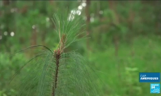 Joe Biden renforce sa majorité au Sénat avec la réélection de Raphael Warnock en Géorgie
