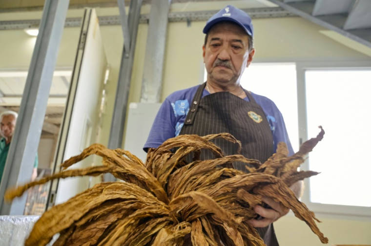 Un ouvrier prépare des feuilles de tabac pour la conception de cigarillos dans l'usine ICT de La Havane, le 8 mai 2025 ( AFP / ADALBERTO ROQUE )