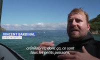 À Port-Cros, la plus vieille aire marine protégée d'Europe "montre le futur"