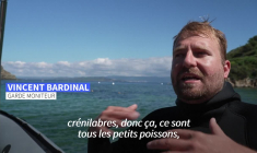À Port-Cros, la plus vieille aire marine protégée d'Europe "montre le futur"