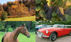 Forêts, vignobles, chevaux : les placements plaisirs sont réservés à ceux qui se sont déjà constitués un solide patrimoine. (© abdallahh Francisco Gonzalez Goultard)