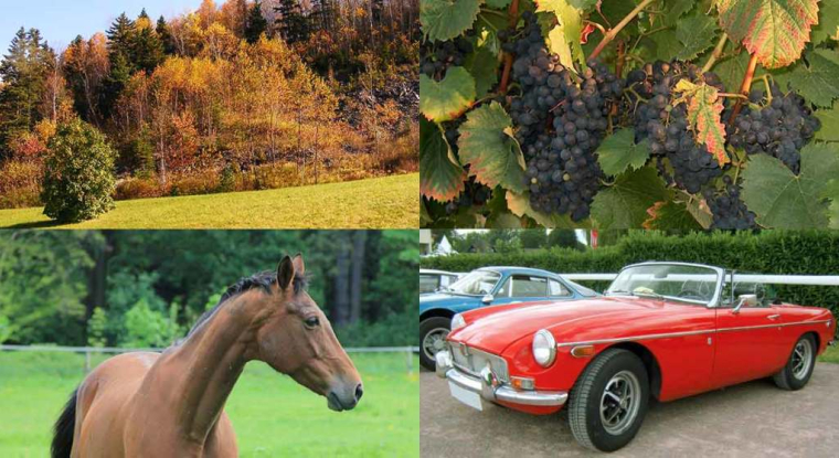 Forêts, vignobles, chevaux : les placements plaisirs sont réservés à ceux qui se sont déjà constitués un solide patrimoine. (© abdallahh Francisco Gonzalez Goultard)