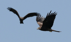 Des rapaces migrent par le "goulot d’étranglement de Batoumi", formé par la mer Noire et les montagnes du Caucase, le 23 septembre 2026 à Sakhalvasho, en Géorgie ( AFP / Giorgi ARJEVANIDZE )