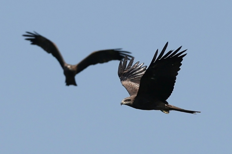 Des rapaces migrent par le "goulot d’étranglement de Batoumi", formé par la mer Noire et les montagnes du Caucase, le 23 septembre 2026 à Sakhalvasho, en Géorgie ( AFP / Giorgi ARJEVANIDZE )