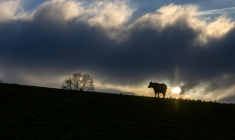 Les premières neiges ont poudré les sommets et la montagne s'est vidée de ses visiteurs estivaux mais des troupeaux entiers de vaches restent bloqués dans les alpages de Savoie, interdits de transhumance pour cause d'épizootie ( AFP / JOEL SAGET )