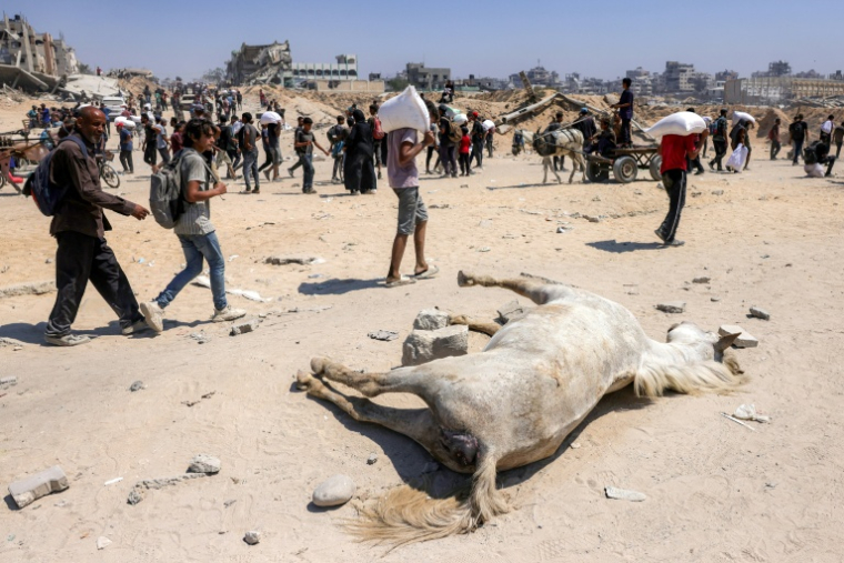 Des Palestiniens portant des sacs de nourriture passent devant le cadavare d'un cheval mort, dans le nord de la bande de Gaza le 27 juillet 2025 ( AFP / BASHAR TALEB )