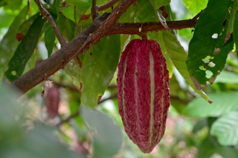 Des cabosses de cacao dans une ferme du canton de Cerecita, dans la province de Guayas, en Equateur, le 16 mai 2025 ( AFP / MARCOS PIN )