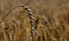 HAUSSE DU PRIX DU BLÉ, APRÈS LA FRAPPE RUSSE SUR ODESSA