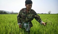 Un agriculteur inspectant une rizière qui vient d'être traitée avec la solution microbienne Soil Digest, dans la province de Chiang Rai en Thaïlande, le 18 mars 2026 ( AFP / Lillian SUWANRUMPHA )