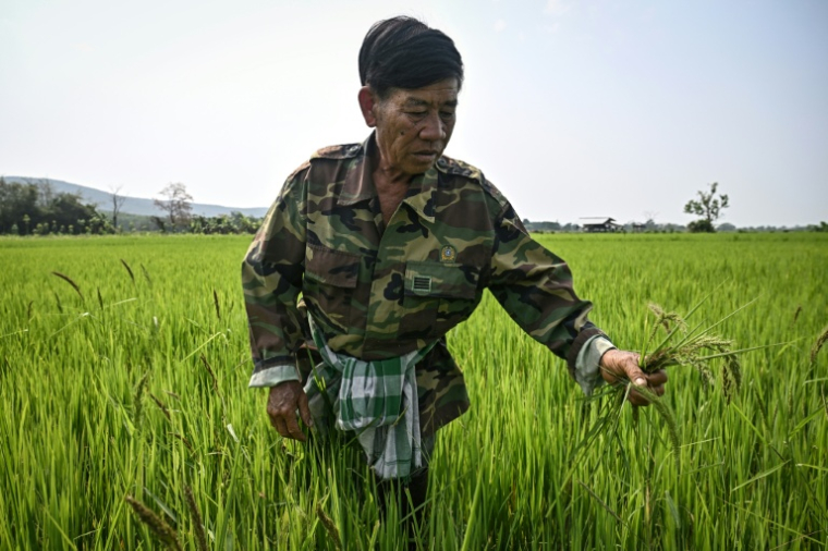 Un agriculteur inspectant une rizière qui vient d'être traitée avec la solution microbienne Soil Digest, dans la province de Chiang Rai en Thaïlande, le 18 mars 2026 ( AFP / Lillian SUWANRUMPHA )