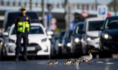 Des harles bièvre traversent une route à Varsovie, en Pologne, le 28 avril 2026 ( AFP / Wojtek RADWANSKI )
