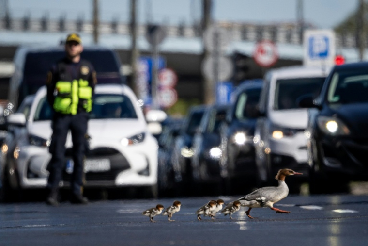 Des harles bièvre traversent une route à Varsovie, en Pologne, le 28 avril 2026 ( AFP / Wojtek RADWANSKI )
