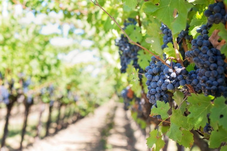 Avec « Cuvée Privée », adoptez des pieds de vigne pour suivre la production et recevoir de bonnes bouteilles