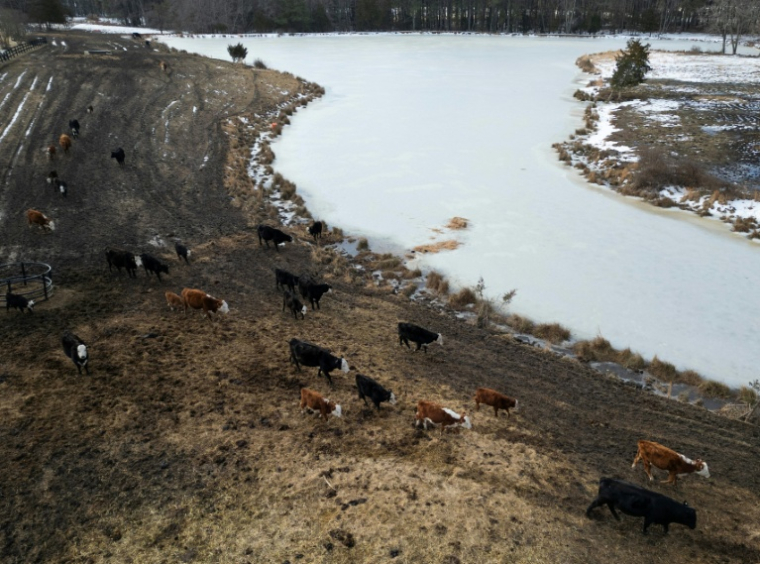 Un pâturage aux Etats-Unis, le 12 février 2026  ( AFP / ANDREW CABALLERO-REYNOLDS )
