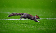 Quand un animal stoppe un match de Championship pendant 10 minutes