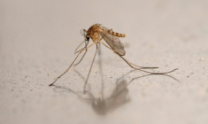 Un moustique Culex, qui transmet à l'homme le virus du Nil, le 12 août 2025 à Montreuil, près de Paris ( AFP / Martin LELIEVRE )