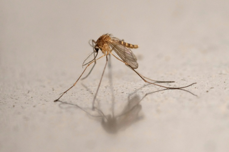 Un moustique Culex, qui transmet à l'homme le virus du Nil, le 12 août 2025 à Montreuil, près de Paris ( AFP / Martin LELIEVRE )