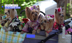 Japon : des animaux de compagnie bénis en kimonos