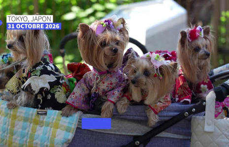 Japon : des animaux de compagnie bénis en kimonos