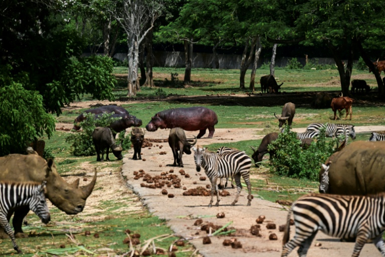 Des hippopotames, des buffles d'eau, des zèbres et des rhinocéros blancs au Zoo national de La Havane, le 15 septembre 2026 à Cuba ( AFP / YAMIL LAGE )