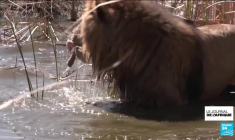 Afrique du Sud : les éleveurs inquiets face à l'interdiction de l'élevage de lions