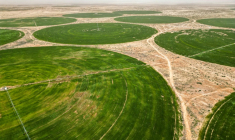 Cultures de blé dans le désert près de Kerbala, dans le centre de l'Irak, le 10 avril 2025 ( AFP / Mohammed SAWAF )