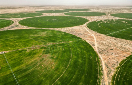 Cultures de blé dans le désert près de Kerbala, dans le centre de l'Irak, le 10 avril 2025 ( AFP / Mohammed SAWAF )