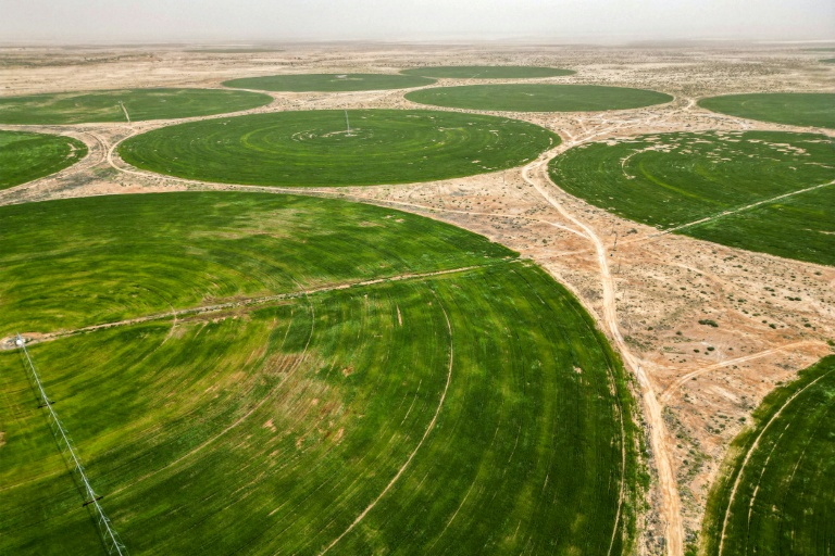 Cultures de blé dans le désert près de Kerbala, dans le centre de l'Irak, le 10 avril 2025 ( AFP / Mohammed SAWAF )