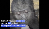 Sauvé du trafic animalier, un bébé gorille va être rapatrié au Nigeria