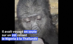 Sauvé du trafic animalier, un bébé gorille va être rapatrié au Nigeria