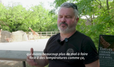 Canicule : les animaux du Zoo de Paris sont aussi concernés