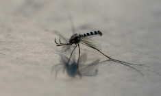 Un moustique Aedes aegypti à Mexico, le 2 décembre 2024 ( AFP / Yuri CORTEZ )