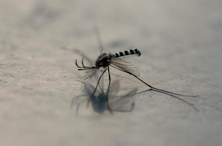 Un moustique Aedes aegypti, à Mexico au Mexique, le 2 décembre 2024 ( AFP / Yuri CORTEZ )