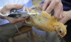 Le personnel du centre de prévention et de contrôle des maladies animales injecte le vaccin contre la grippe aviaire à des poulets en Chine