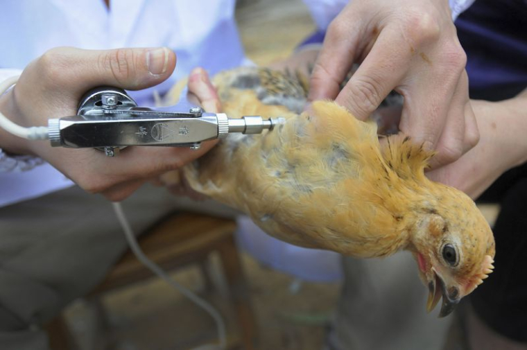 Le personnel du centre de prévention et de contrôle des maladies animales injecte le vaccin contre la grippe aviaire à des poulets en Chine