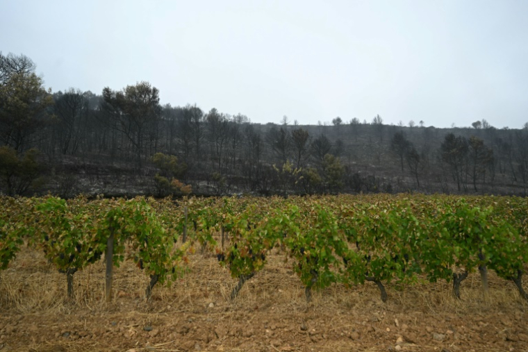 Des vignes épargnées par les flammes le 8 août 2025 à Talairan dans l'Aude ( AFP / Bertrand GUAY )