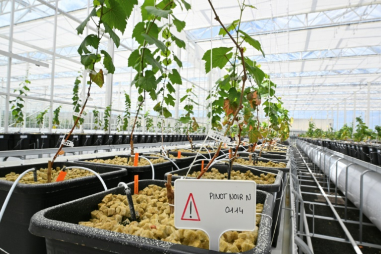Des plants de vigne dans une serre bioclimatiqu, le 17 juin 2025 à Blancs-Coteaux, dans la Marne ( AFP / FRANCOIS NASCIMBENI )