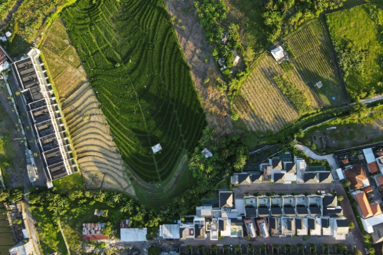 Vue aérienne de lotissements et de rizières à Canggu, sur l'île touristique de Bali, le 2 octobre 2025 en Indonésie ( AFP / BAY ISMOYO )
