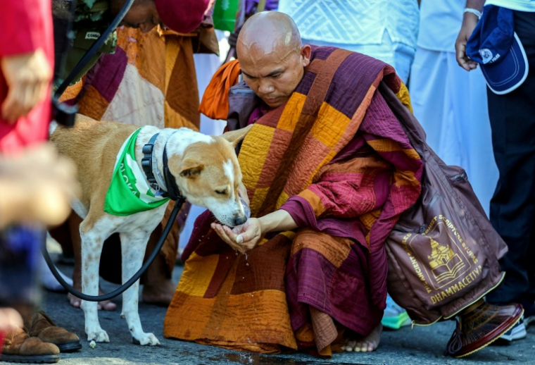 Le moine bouddhiste vietnamien Bhikkhu Pannakara (au centre), donne de l'eau à son chien Aloka, un chien errant seccouru en Inde, au premier jour de la "marche pour la paix" à Dambulla, dans le centre-nord du Sri Lanka, le 22 avril 2026. ( AFP / - )
