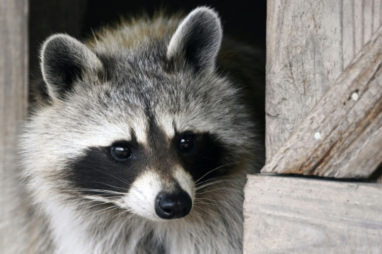 Un raton laveur au parc animalier de Sainte-Croix à Rhodes, le 14 juillet 2022 en Moselle ( AFP / Frederick FLORIN )