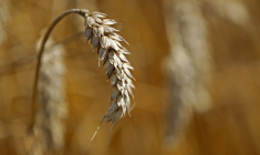 Du blé est vu dans un champ lors d'une récolte à Moisdon-La-Rivière